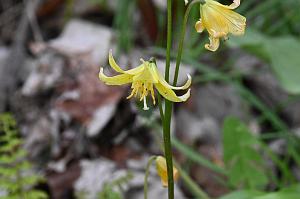 248 2023-05048634 Tower Hill Botanic Garden, MA